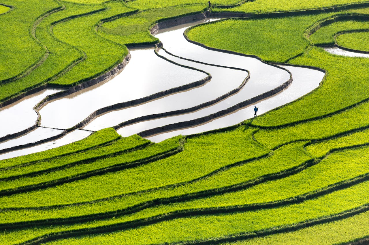 About Scenic aerial shot of vibrant green rice terraces with a person walking, showcasing agricultural beauty.