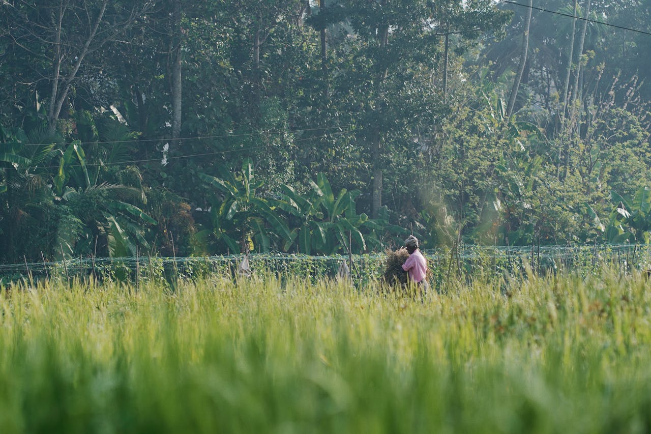 Mastering the First Impression: Your intriguing post title goes here A farmer tending to crops in a lush green field surrounded by tropical trees.