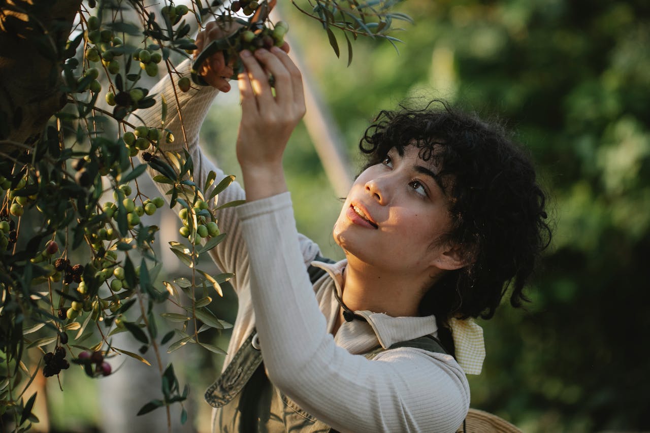 A woman picking fresh olives from a tree on a sunny day, showcasing organic agriculture.